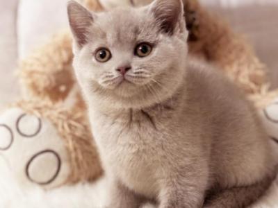 British A Penny - British Shorthair - Gallery Photo #1