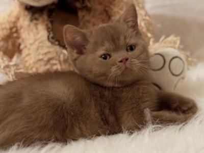 British A Picasso - British Shorthair - Gallery Photo #1