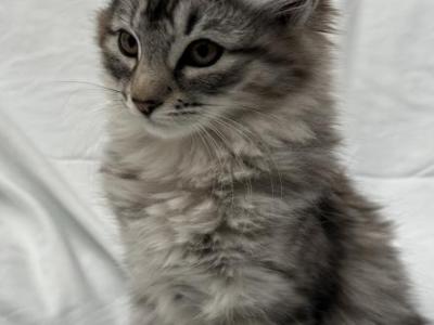 Kitten - Siberian - Gallery Photo #1