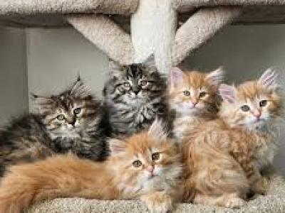 Siberian Kittens - Siberian - Gallery Photo #1