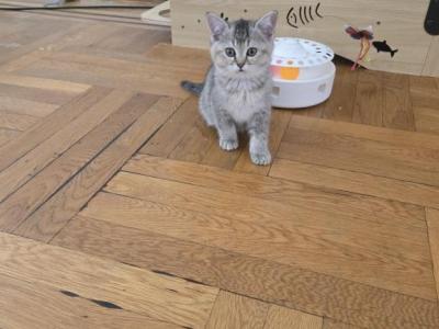 Elite British Kittens - British Shorthair - Gallery Photo #1