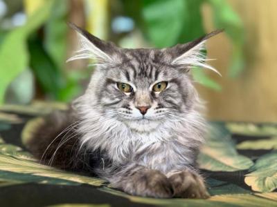 Maine Coon Silver  Female - Maine Coon - Gallery Photo #1