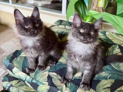 Maine Coon Smokey Black  Brothers - Maine Coon - Gallery Photo #1