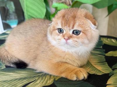 Scottish  Fold  Golden  Male - Scottish Fold - Gallery Photo #1