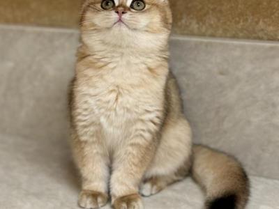 Jax - British Shorthair - Gallery Photo #1