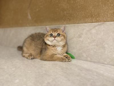 Junior - British Shorthair - Gallery Photo #1