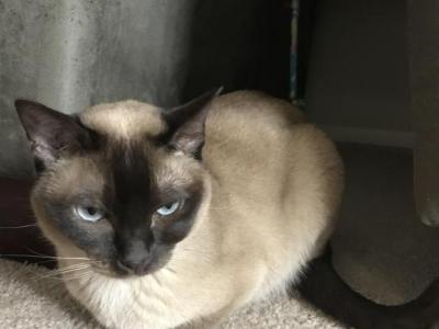 Lola - Tonkinese - Gallery Photo #1