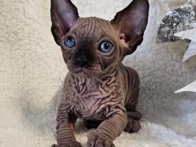 Sphynx Boy Lucky TICA - Sphynx - Gallery Photo #1