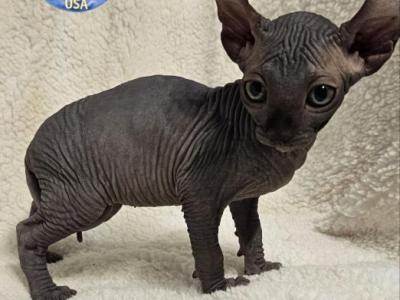 Sphynx Black Elf Boy Inky TICA - Sphynx - Gallery Photo #1