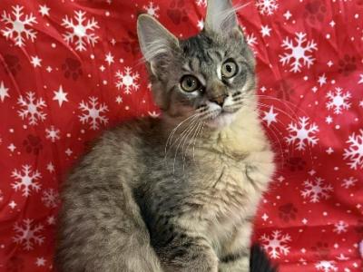 Brown Tabby Female - Maine Coon - Gallery Photo #1