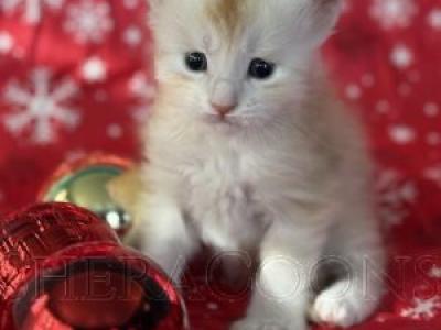 Scarlett's Kittens - Maine Coon - Gallery Photo #1