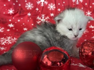 Akira's Kittens - Maine Coon - Gallery Photo #1