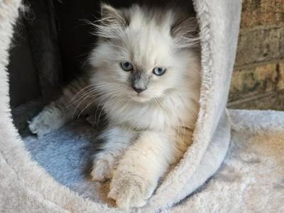 Ghost - Ragdoll - Gallery Photo #1