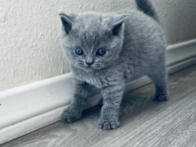 No Name - British Shorthair - Gallery Photo #1