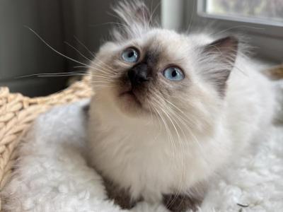 Cotton - Ragdoll - Gallery Photo #1