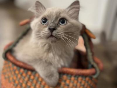 Jaxon - Ragdoll - Gallery Photo #1