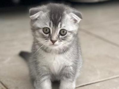 Miya 2 - Scottish Fold - Gallery Photo #1