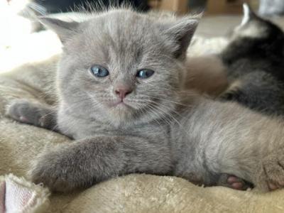 Benny - British Shorthair - Gallery Photo #1