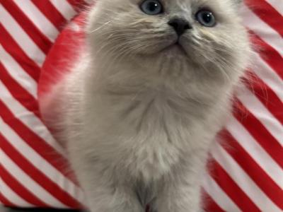 Mr Beans - Ragdoll - Gallery Photo #1