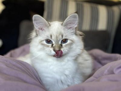 Alfie - Siberian - Gallery Photo #1