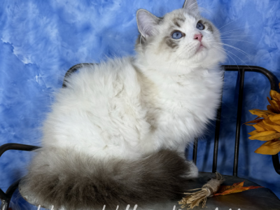 Sir Spencer - Ragdoll - Gallery Photo #1