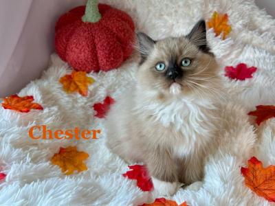 Chester - Ragdoll - Gallery Photo #1