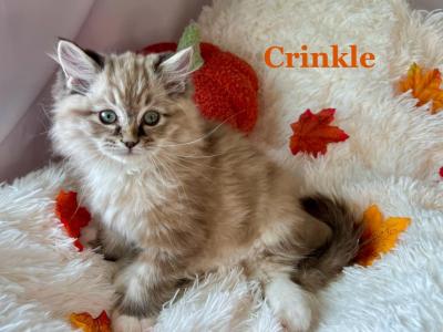 Crinkle - Ragdoll - Gallery Photo #1