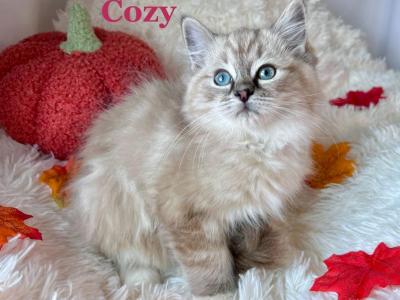 Cozy - Ragdoll - Gallery Photo #1