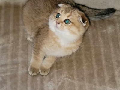 Laska - Scottish Fold - Gallery Photo #1