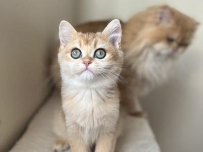 TICA Registered Golden Chinchilla Kitten - British Shorthair - Gallery Photo #1