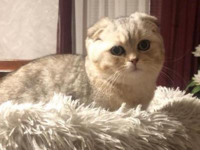 Scottish Fold Male - Scottish Fold - Gallery Photo #1