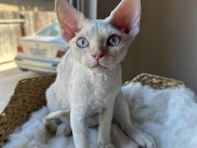 Male Cream Lynx Point - Devon Rex - Gallery Photo #1