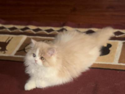 Aladdin CFA Persian Male - Persian - Gallery Photo #1