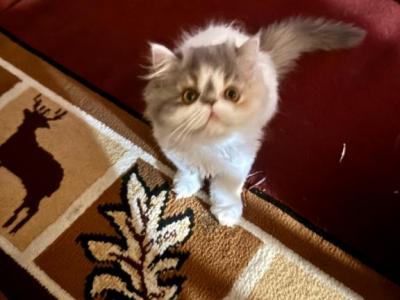 Jasmine - Persian - Gallery Photo #1