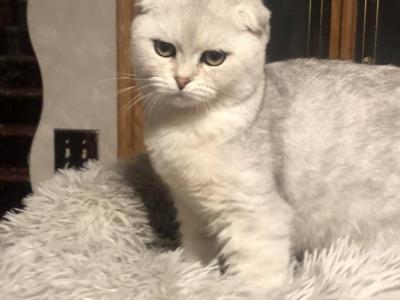 Scottish Fold Male Silver - Scottish Fold - Gallery Photo #1