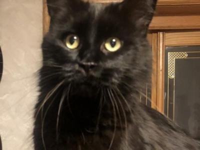 Solid Black Female - Maine Coon - Gallery Photo #1