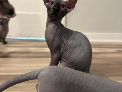 Baby Boy - Sphynx - Gallery Photo #1