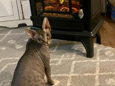 Blue Tabby Female - Sphynx - Gallery Photo #1