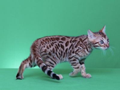 Mimi And Wally - Bengal - Gallery Photo #1