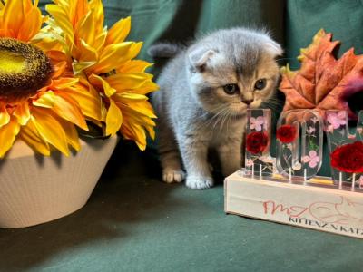 Sydney - Scottish Fold - Gallery Photo #1