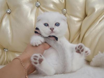 Blue Point Helmut - Scottish Fold - Gallery Photo #1