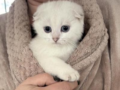 Bebi - Scottish Fold - Gallery Photo #1