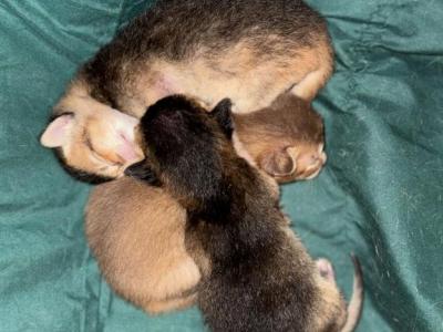 Litter - Abyssinian - Gallery Photo #1