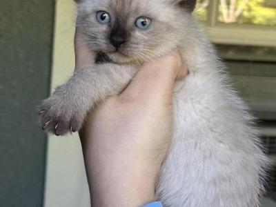 Chocolate Point Siamese Kittens - Siamese - Gallery Photo #1