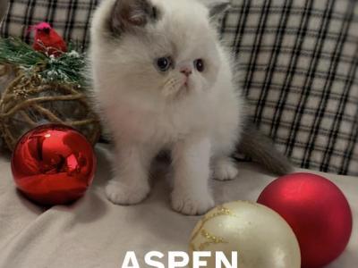 Exotic Shorthair Longhair Looking For Loving Home - Exotic - Gallery Photo #1