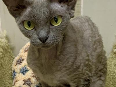 Trinty - Devon Rex - Gallery Photo #1