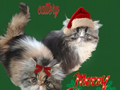 Cfa Persian Kittens For Reserve - Persian - Gallery Photo #1