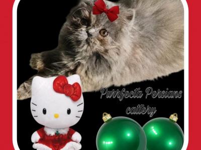 Cfa Blue Cream Persian Girl Kitten - Persian - Gallery Photo #1