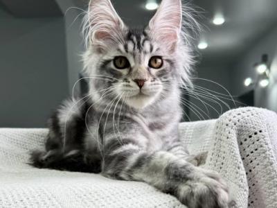 Dakota - Maine Coon - Gallery Photo #1