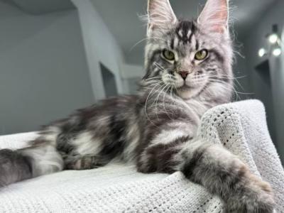 Barbara - Maine Coon - Gallery Photo #1